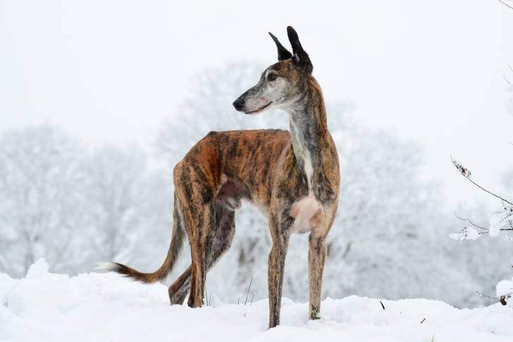 Un Galgo bringé debout dans la neige