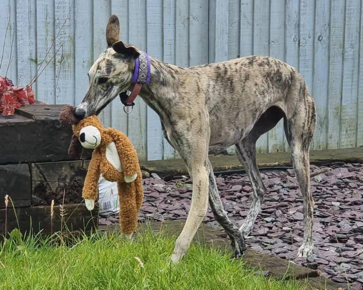 Un Galgo Espagnol sur une surface gazonnée et tenant une peluche dans sa gueule 