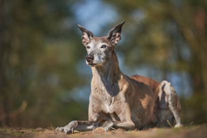 Un Galgo Espagnol assis dans une forêt