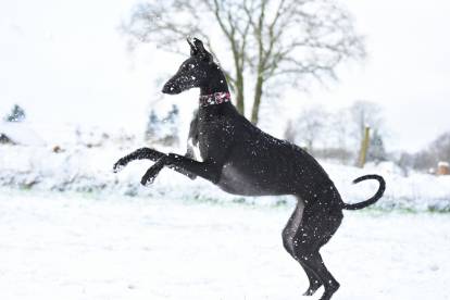 Un Galgo noir jour avec la neige en hiver
