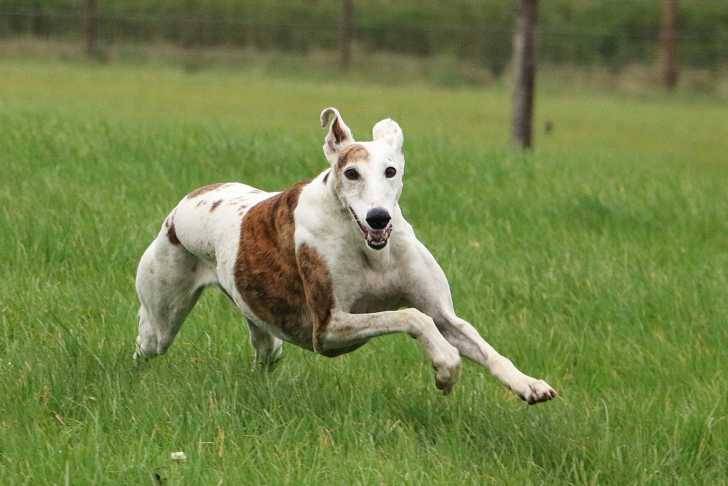 Un Galgo court dans l'herbe d'un jardin