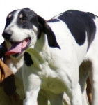 Photo Grand Anglo-Français Blanc et Noir