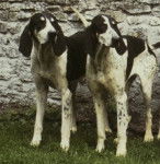 Photo Grand Anglo-Français Blanc et Noir