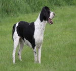 Photo Grand Anglo-Français Blanc et Noir