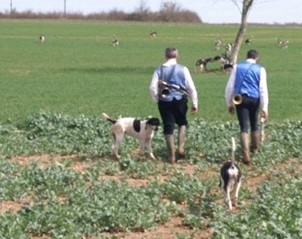 Photo Grand Anglo-Français Blanc et Noir