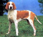 Grand Anglo Français Blanc et Orange - Grand Anglo-Français Blanc et Orange