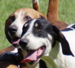 Photo Grand Anglo-Français Blanc et Orange