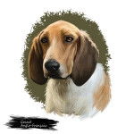 Photo Grand Anglo-Français Blanc et Orange