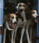 Photo Grand Anglo-Français Blanc et Orange