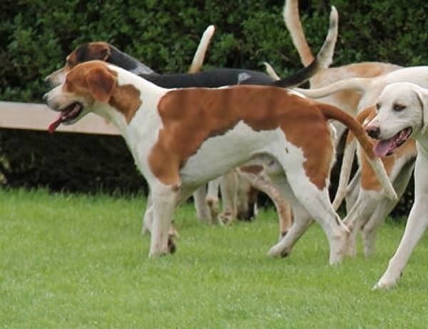 Photo Grand Anglo-Français Blanc et Orange