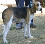Photo Grand Anglo-Fran&ccedil;ais Tricolore