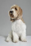 Photo Grand Basset Griffon Vendéen
