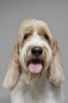 Photo Grand Basset Griffon Vendéen