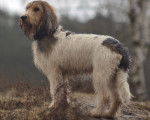 Photo Grand Basset Griffon Vendéen