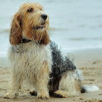 Photo Grand Basset Griffon Vendéen