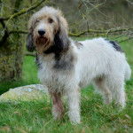 Photo Grand Basset Griffon Vendéen
