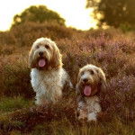 Photo Grand Basset Griffon Vendéen