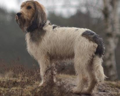 Morphologie du Grand Basset Griffon Vendéen