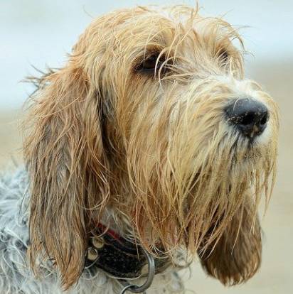 Tête du Grand Basset Griffon Vendéen