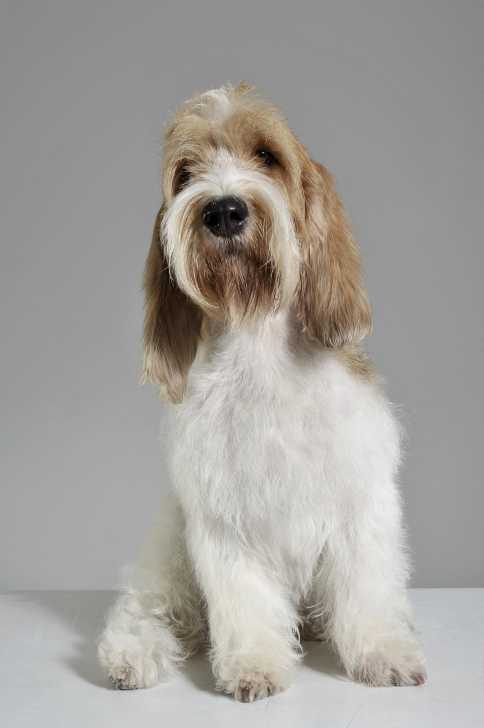 Photo Grand Basset Griffon Vendéen