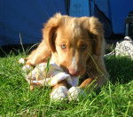 megget at gaberlunzie - Retriever de la Nouvelle-Écosse (1 an)