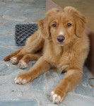 kimiaque - Retriever de la Nouvelle-Écosse Mâle (4 mois)