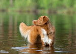 Un Retriever de la Nouvelle-Ecosse debout dans un lac