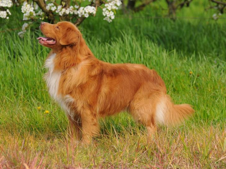 Photo Retriever de la Nouvelle-Écosse