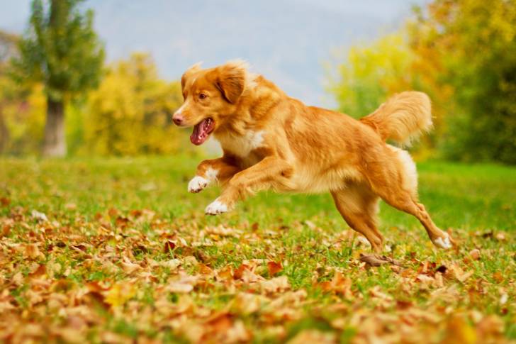 Photo Retriever de la Nouvelle-Écosse