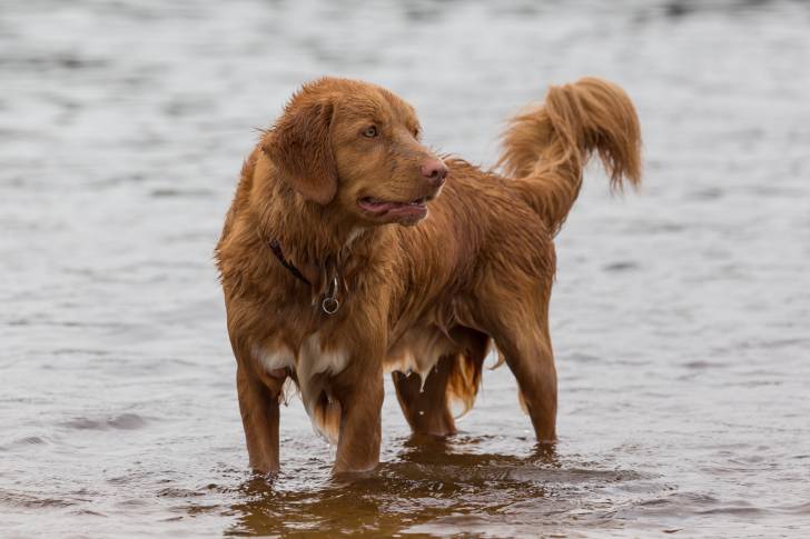 Photo Retriever de la Nouvelle-Écosse