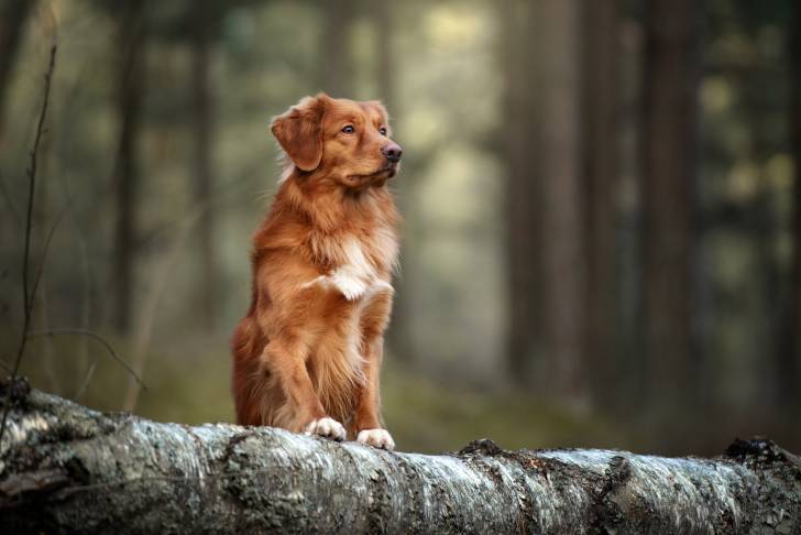 Photo Retriever de la Nouvelle-Écosse