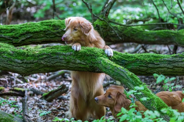 Photo Retriever de la Nouvelle-Écosse