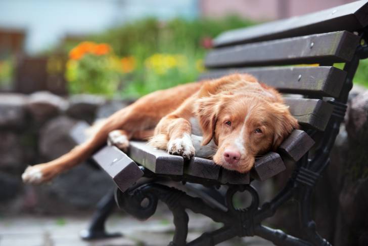 Photo Retriever de la Nouvelle-Écosse