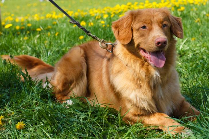 Un Retriever de la Nouvelle-Ecosse orange en laisse allongé dans l'herbe