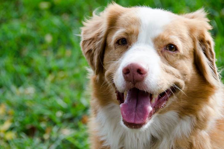 Photo Retriever de la Nouvelle-Écosse