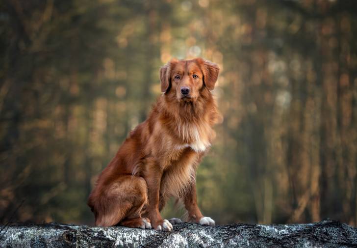 Un Retriever de la Nouvelle-Ecosse brun assis sur un tronc d'arbre