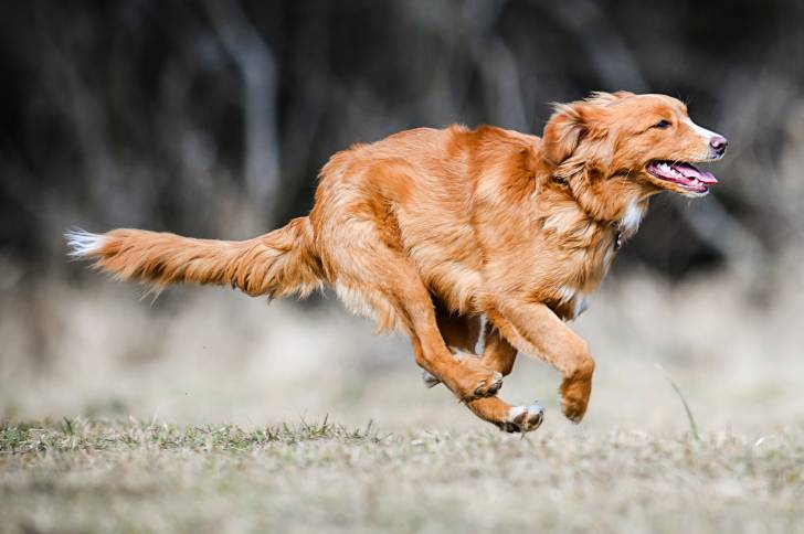 Photo Retriever de la Nouvelle-Écosse