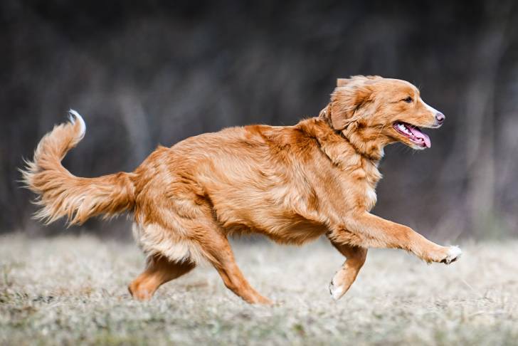 Photo Retriever de la Nouvelle-Écosse