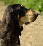 Photo Petit Bleu de Gascogne