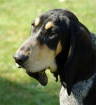 Photo Petit Bleu de Gascogne