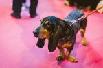 Un Petit Bleu de Gascogne pendant une exposition canine