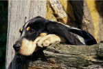 Un Petit Bleu de Gascogne allongé sur des bûches de bois