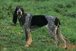 Un Petit Bleu de Gascogne en promenade sur du gazon