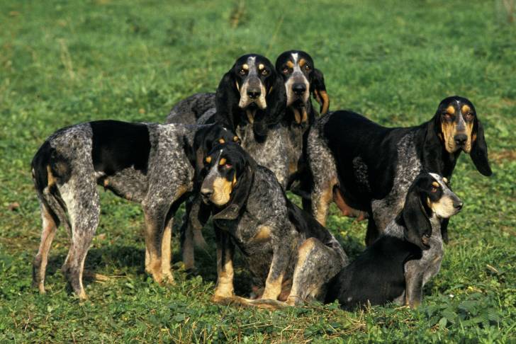 Des Petit Bleu de Gascogne en train de jouer dans l'herbe