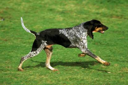 Un Petit Bleu de Gascogne en train de courir dans l'herbe
