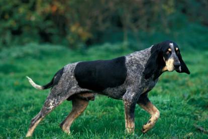 Un Petit Bleu de Gascogne en position d'arrêt