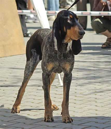Photo Petit Bleu de Gascogne