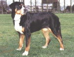 Grand Bouvier Suisse - Grand Bouvier Suisse