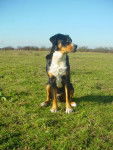 Baloo - Grand Bouvier Suisse - Grand Bouvier Suisse