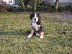 ARI Grand Bouvier Suisse - Grand Bouvier Suisse